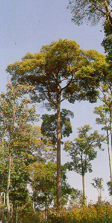 ยางปาย Dipterocarpus costatus Gaertn.f.<br/>DIPTEROCARPACEAE