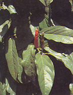 ดีปลี Piper retrofractum Vahl<br/>PIPERACEAE