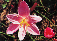 บัวสวรรค์ Zephyranthes grandiflora Lindl.<br/>AMARYLLIDACEAE