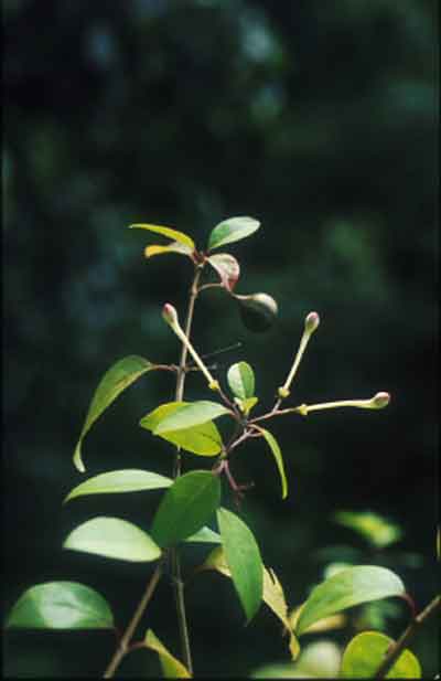 สำมะงา Clerodendrum inerme (L.)Gaertn.<br/>VERBENACEAE