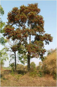 ยางกราด Dipterocarpus intricatus Dyer<br/>DIPTEROCARPACEAE