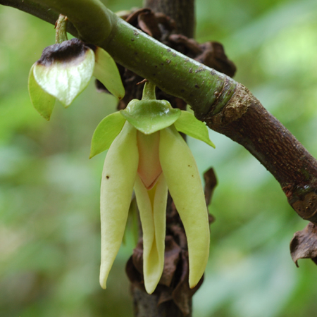 ราชครูดำ Goniothalamus macrophyllus (Blume) Hook.f. & Thomson<br/>ANNONACEAE