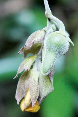 จิงจ้อผีเสื้อ Thunbergia papilionacea W.W.Sm.<br/>ACANTHACEAE