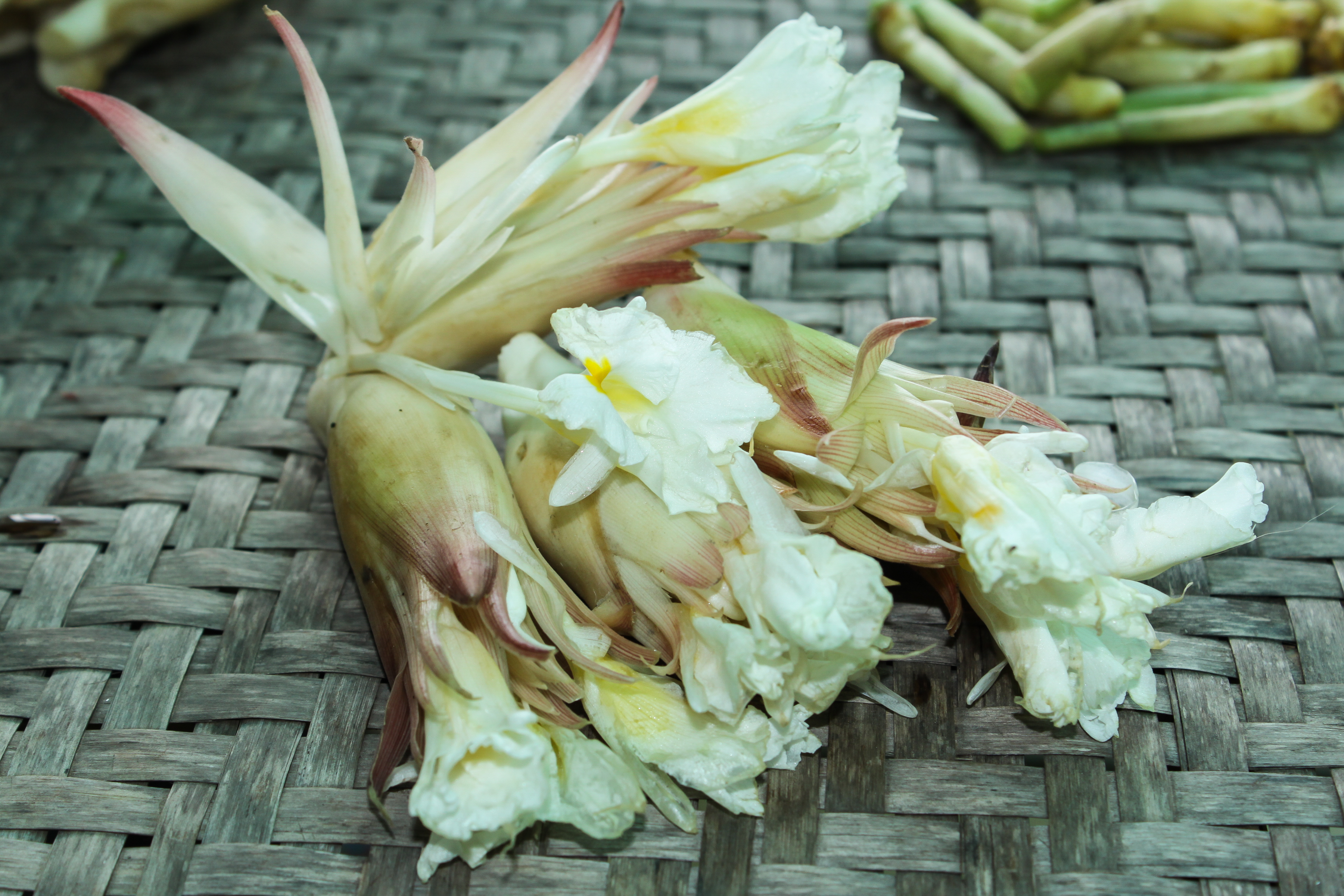 ดอกดิน Curcuma candida (Wall.) Techapr. & Škorničk.<br/>Zingiberaceae