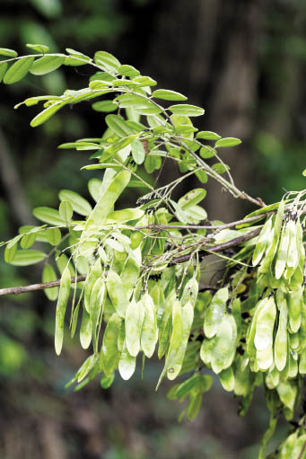 เก็ดเขาควาย Dalbergia cultrata Graham ex Benth.<br/>FABACEAE (LEGUMINOSAE-PAPILIONOIDEAE)
