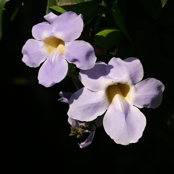 รางจืด Thunbergia laurifolia Lindl.<br/>ACANTHACEAE