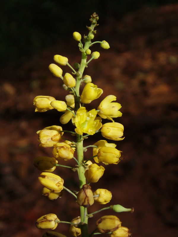 ขมิ้นต้น Mahonia siamensis Takeda<br/>BERBERIDACEAE