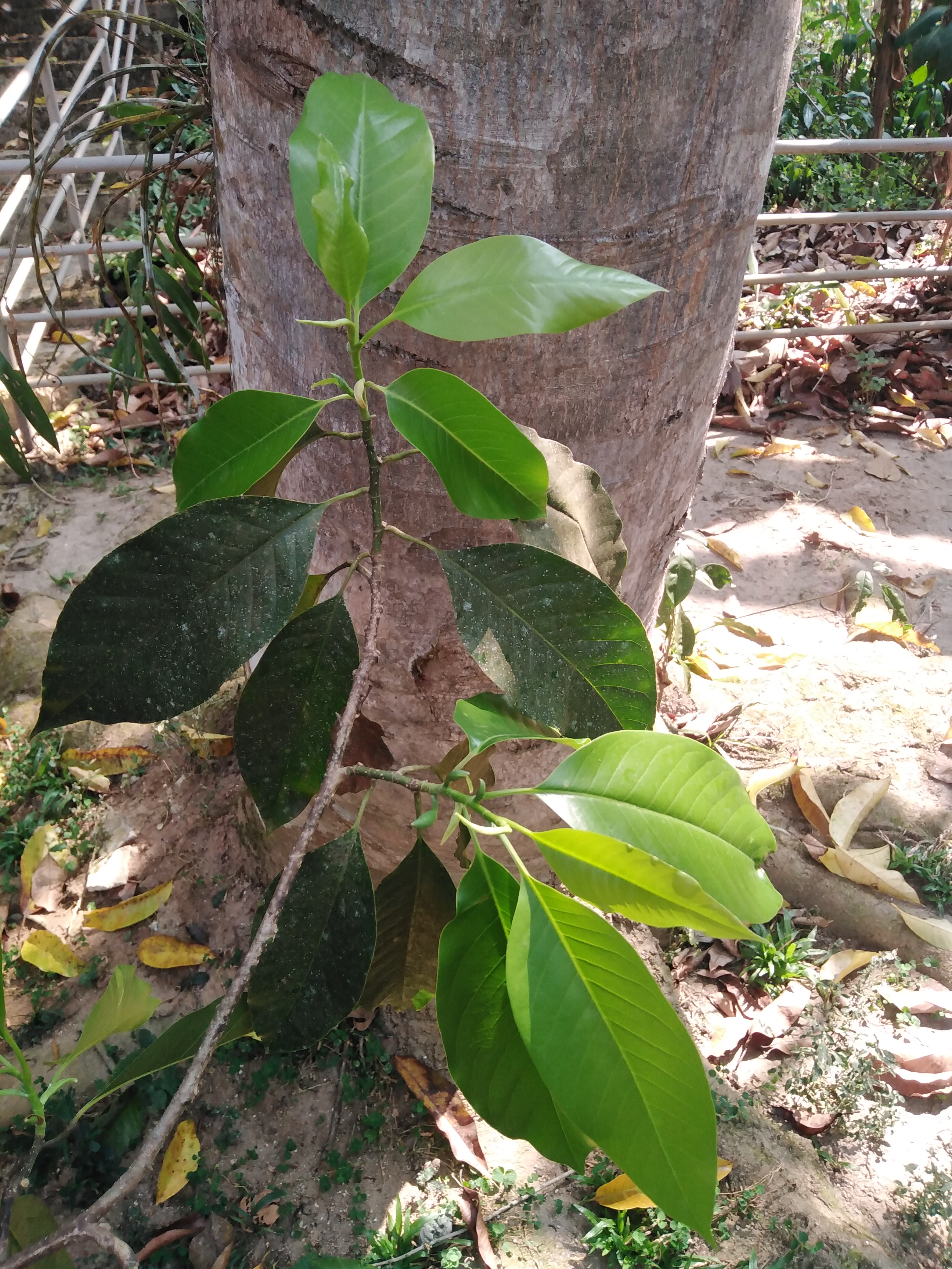 จำปาขาว Magnolia alba x baillonii<br/>Magnoliaceae