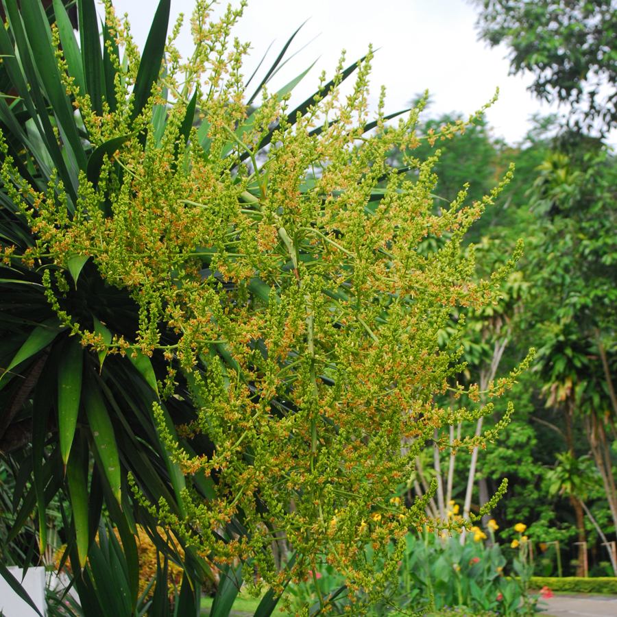 จันทน์ผา Dracaena cambodiana Pierre ex Gagnep.<br/>Asparagaceae