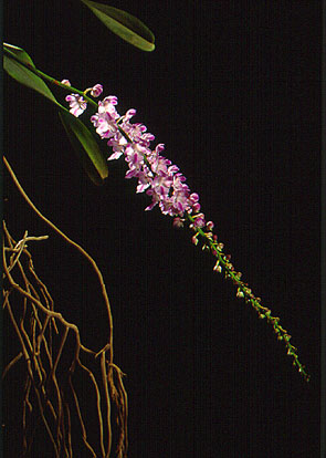 เอื้องกุหลาบน่าน Aerides rosea Lodd. ex Lindl. & Paxton<br/>ORCHIDACEAE