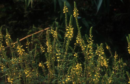 หญ้าน้ำดับไฟ Lindenbergia philippensis (Cham.)Benth.<br/>SCROPHULARIACEAE