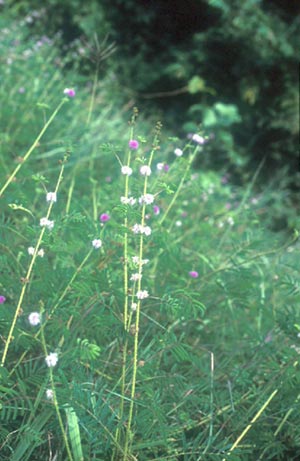 ไมยราบเลื้อย Mimosa diplotricha C. Wright ex Sauvalle<br/>FABACEAE (LEGUMINOSAE-MIMOSOIDEAE)