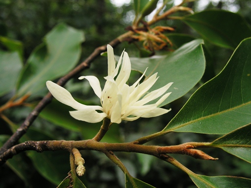 「Magnolia baillonii」的圖片搜尋結果