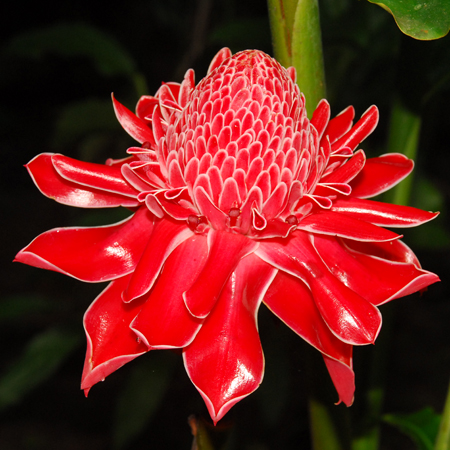 ดาหลา Etlingera elatior (Jack) R.M. Smith<br/>ZINGIBERACEAE