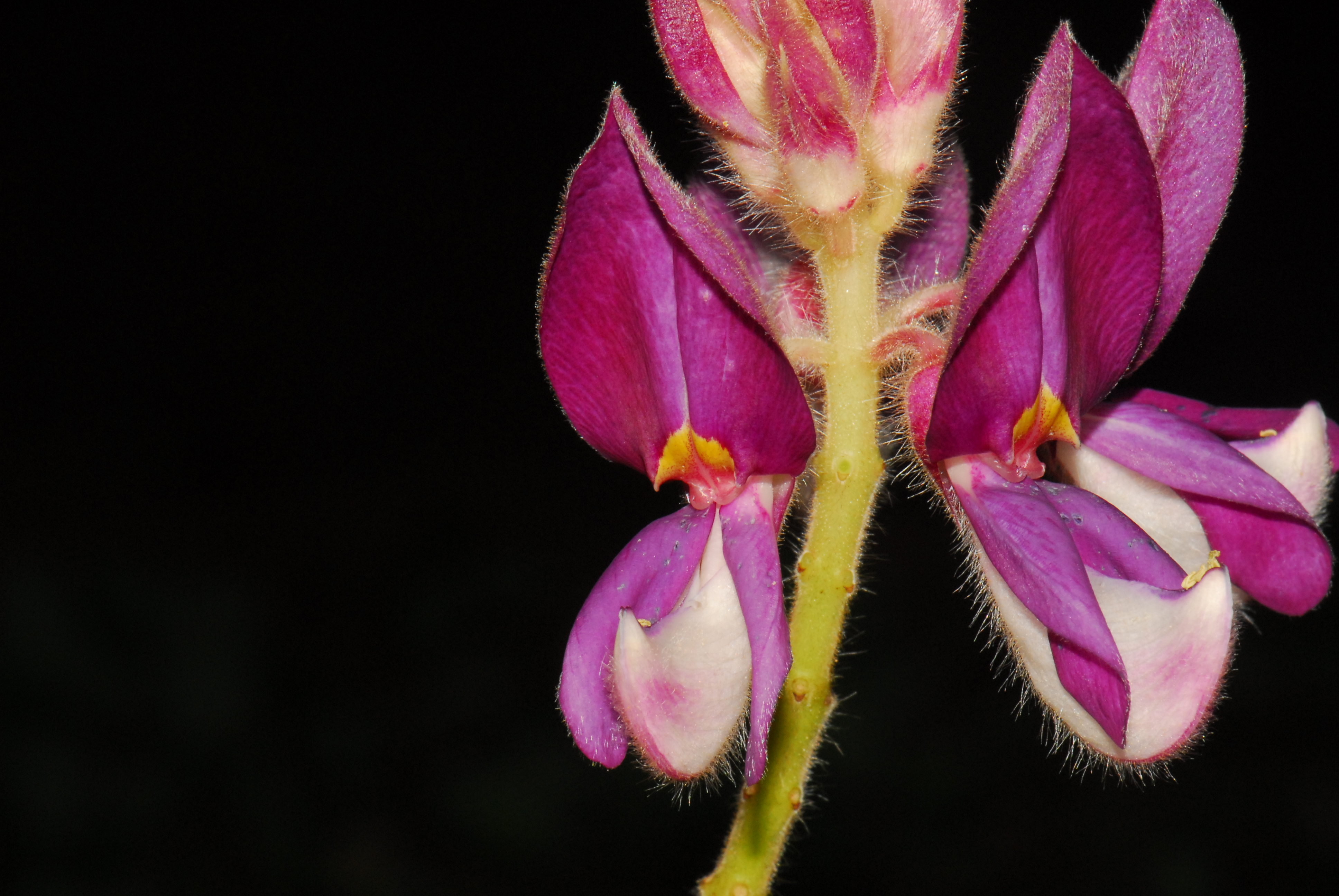 กันภัยมหิดล Afgekia mahidolae Burtt et Chermsirivathana<br/>FABACEAE (LEGUMINOSAE-PAPILIONOIDEAE)