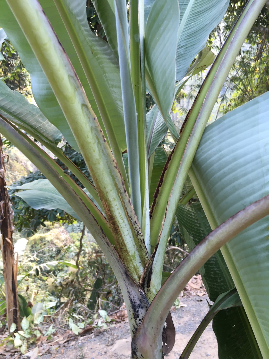 กล้วยน้ำละโว้ Musa  (ABB  Group) ‘Nam Lawo’<br/>MUSACEAE