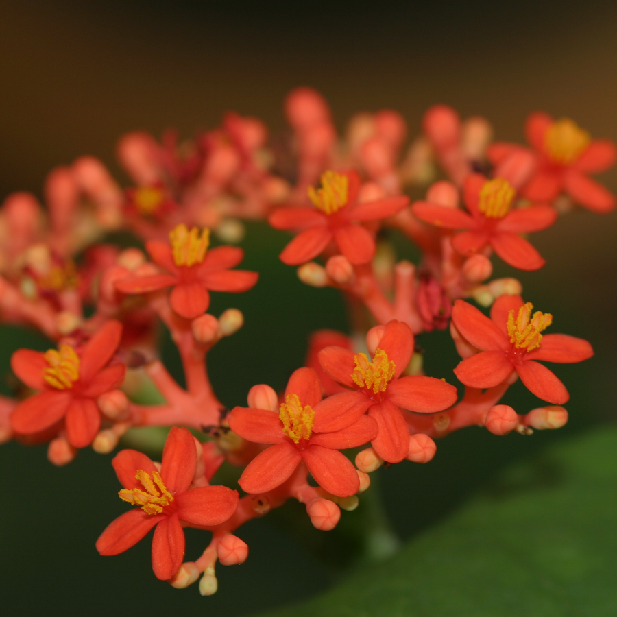 รูปที่2