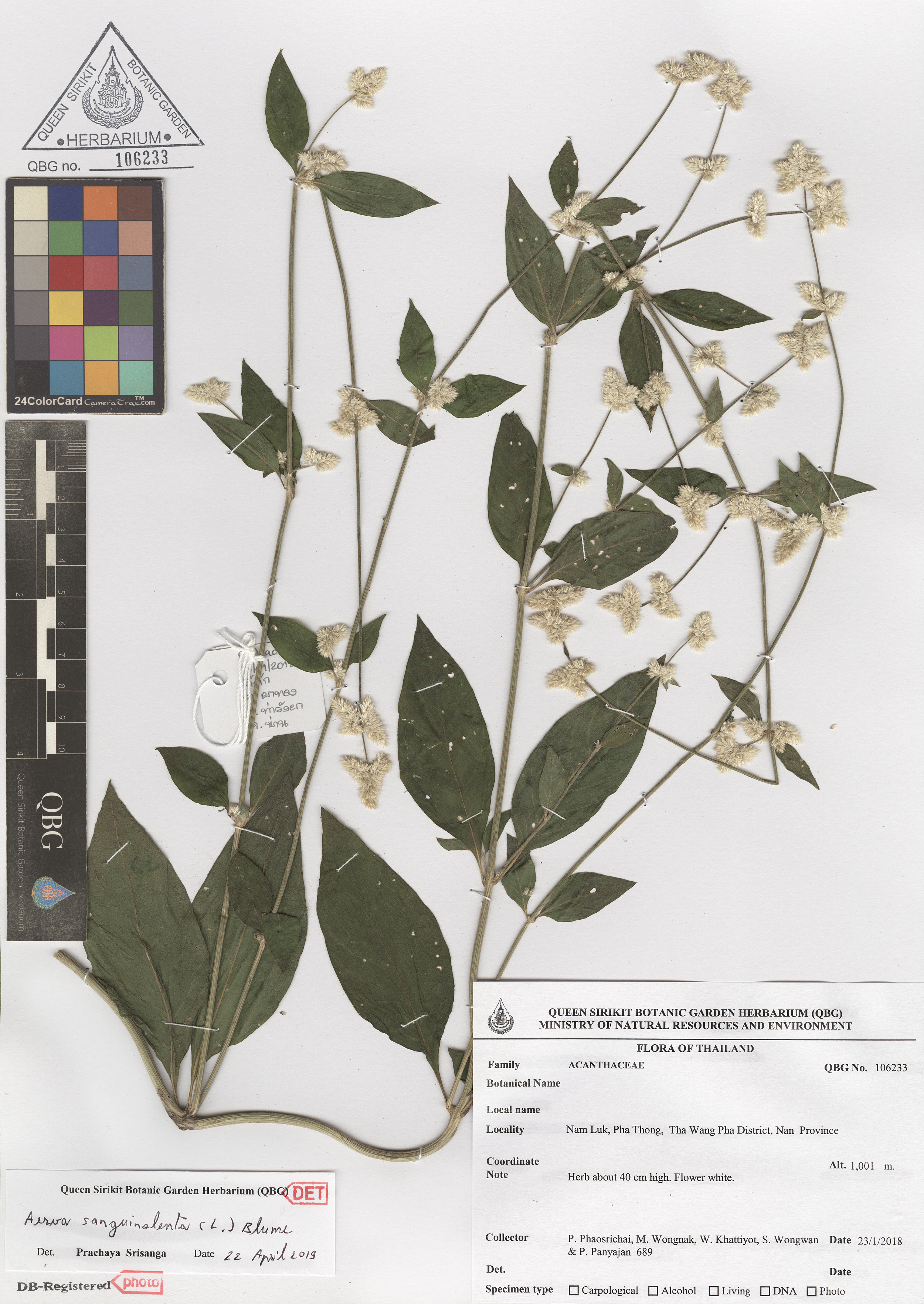 ภาพที่ 1  Aerva sanguinolenta (L.) Blume 