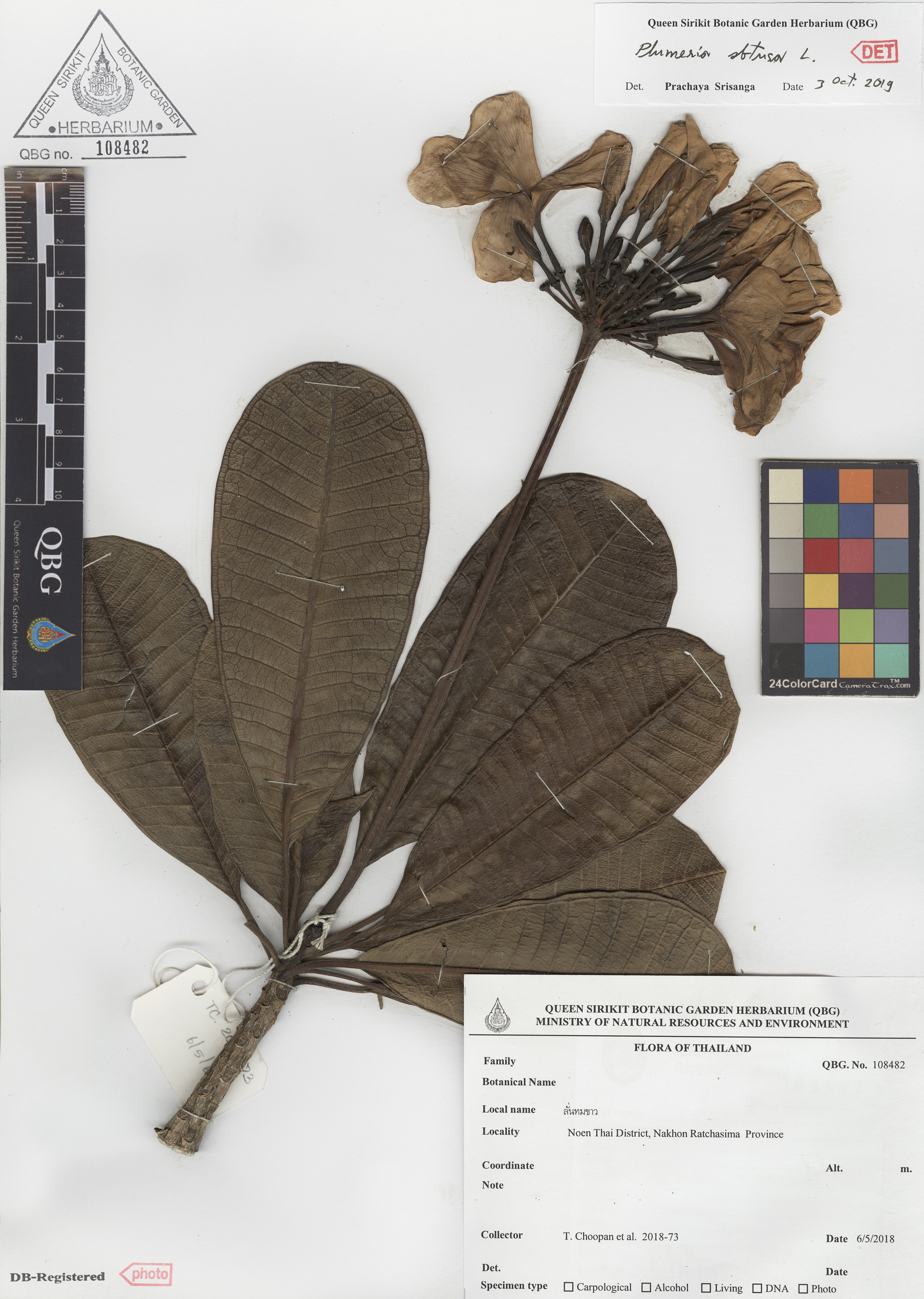 ภาพที่ 1  Plumeria obtusa L.