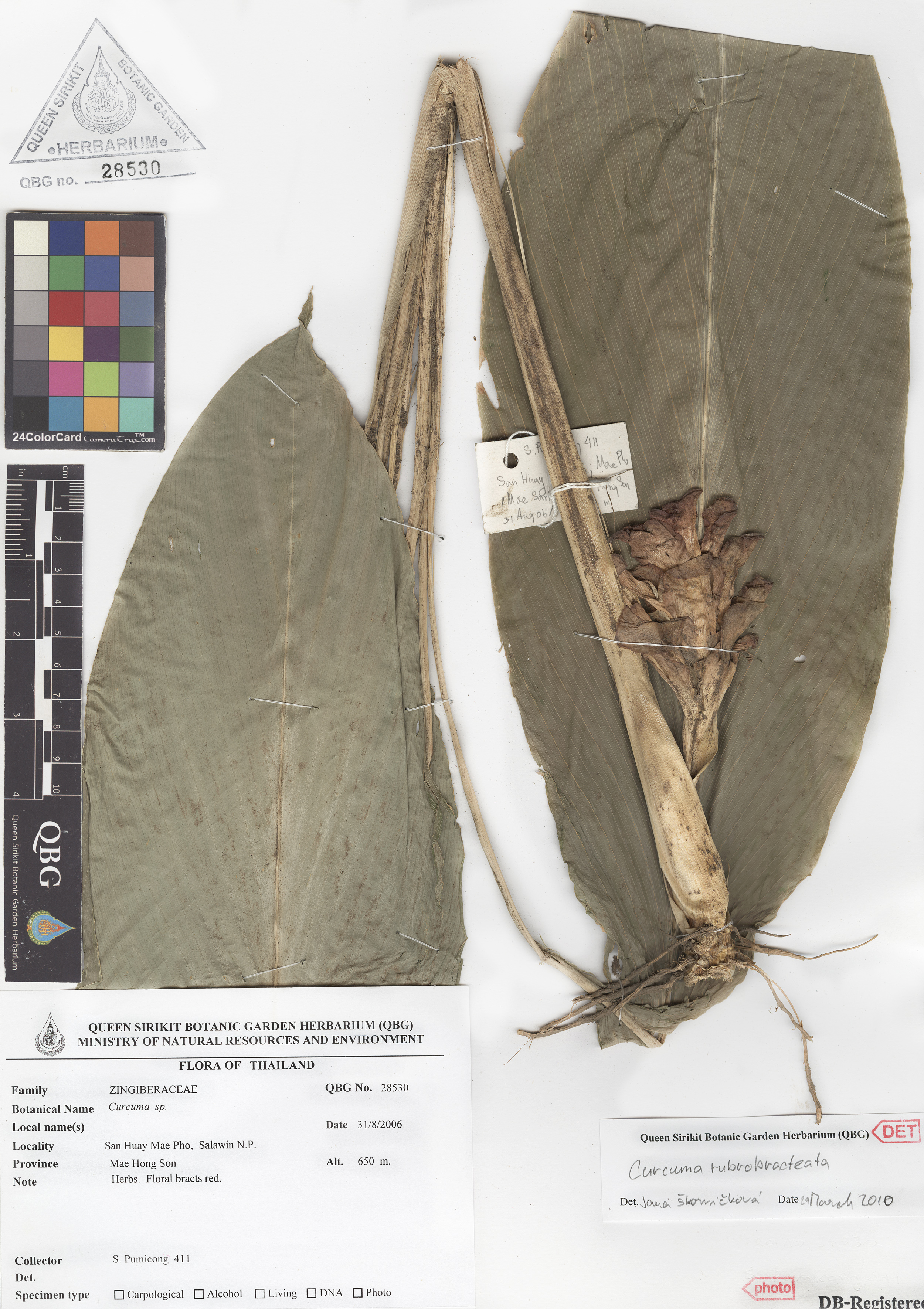 ภาพที่ 1  Curcuma rubrobracteata Skornick., M.Sabu & Prasanthk.