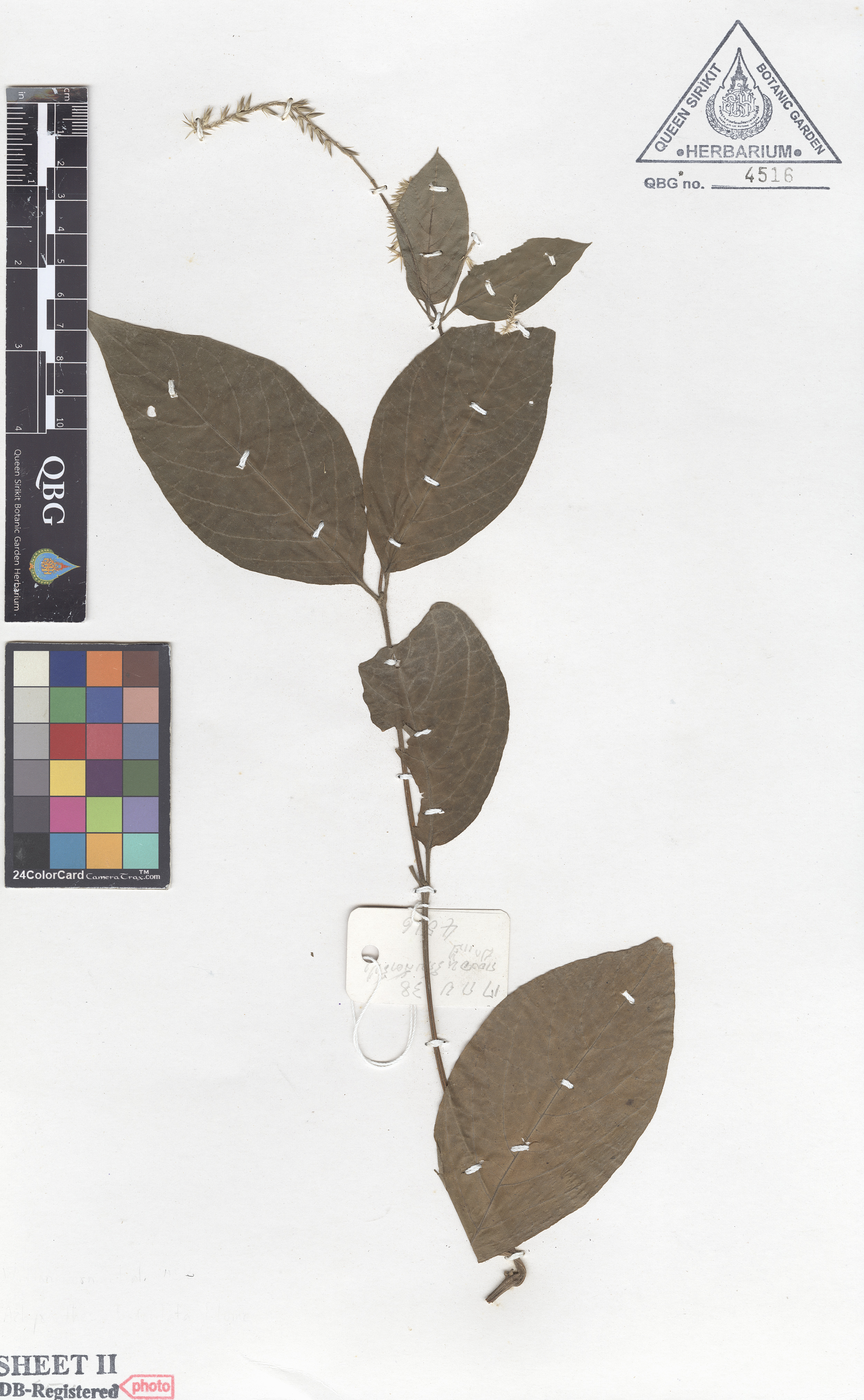 ภาพที่ 2  Achyranthes bidentata Blume