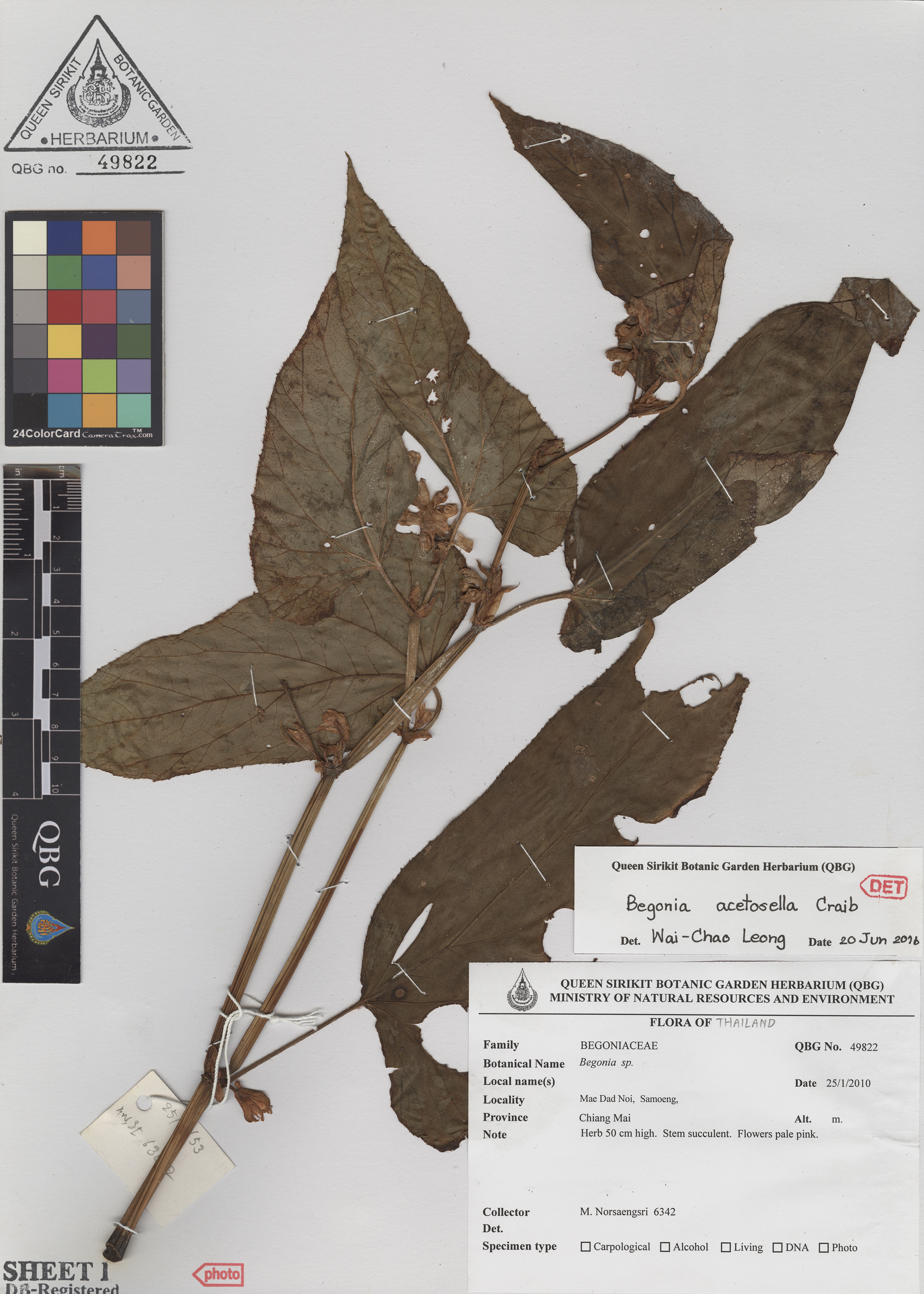 ภาพที่ 1  Begonia acetosella Craib