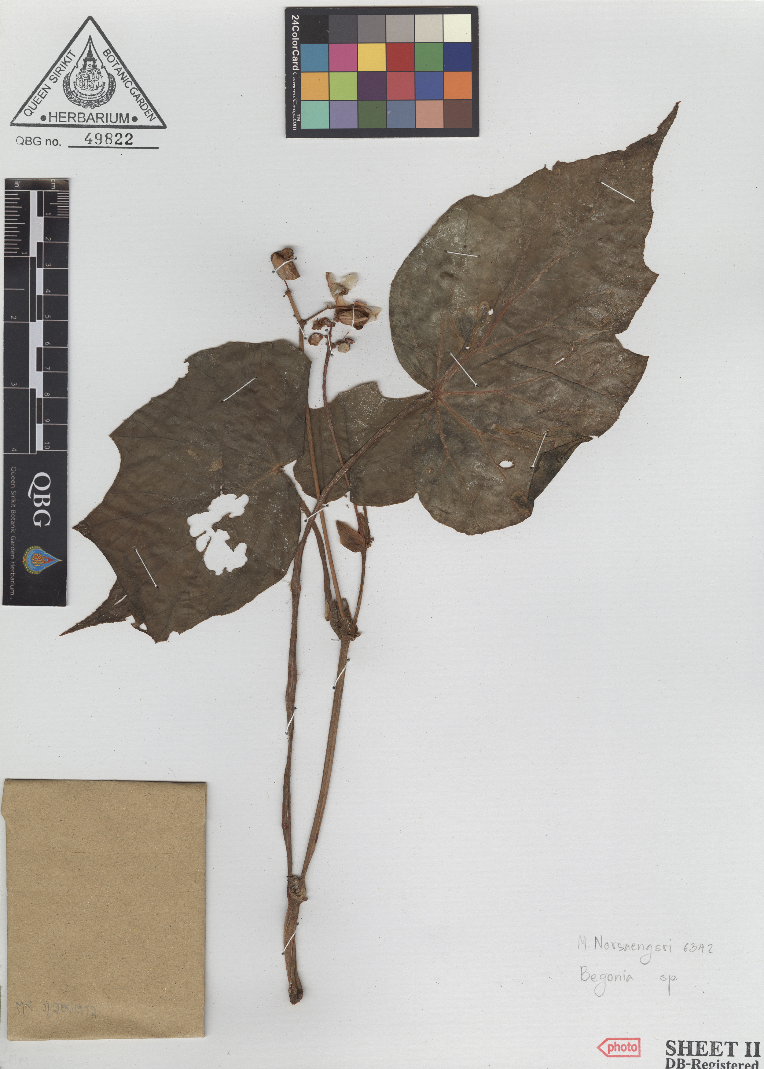 ภาพที่ 2  Begonia acetosella Craib