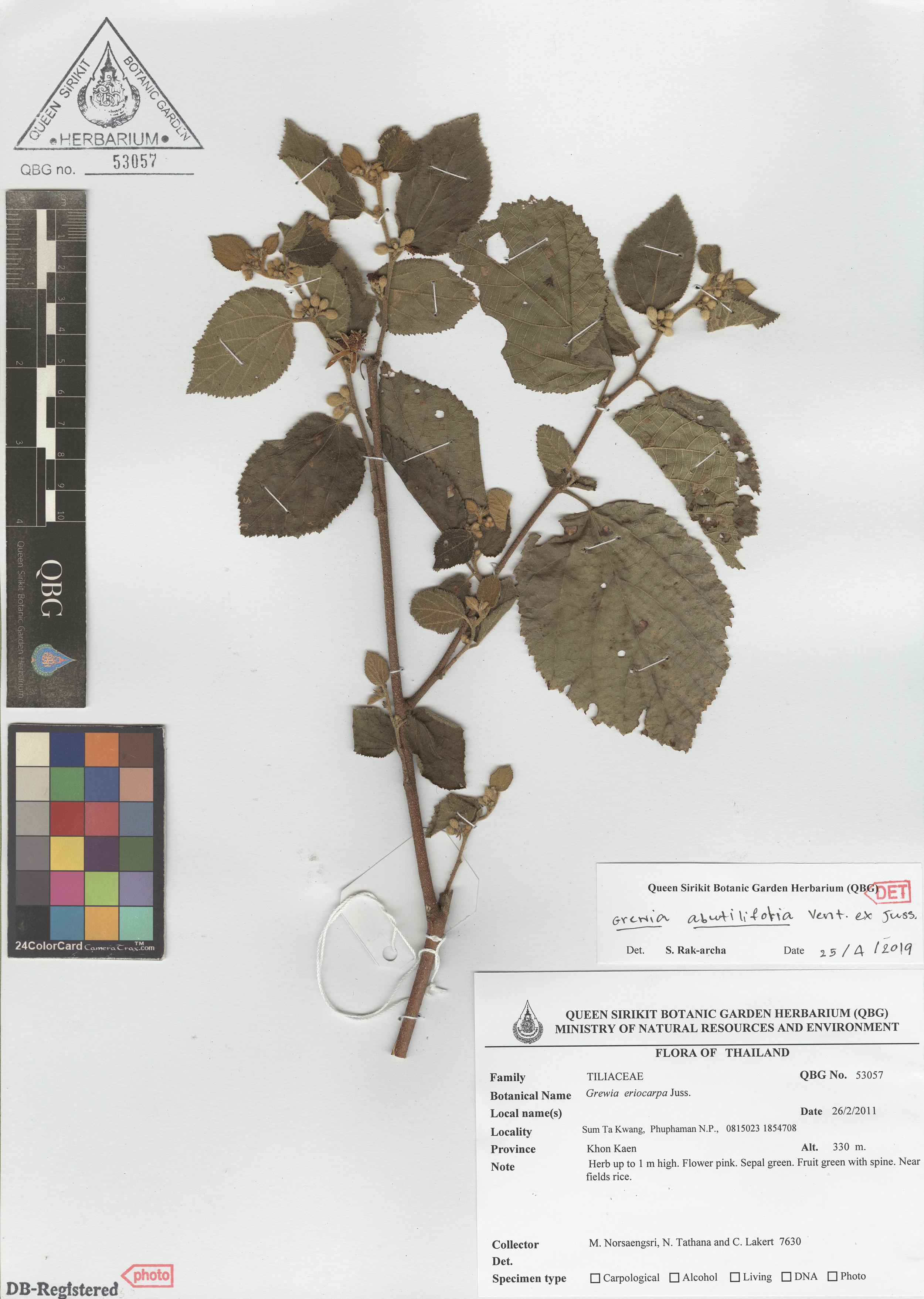 ภาพที่ 1  Grewia abutilifolia Vent. ex Juss.