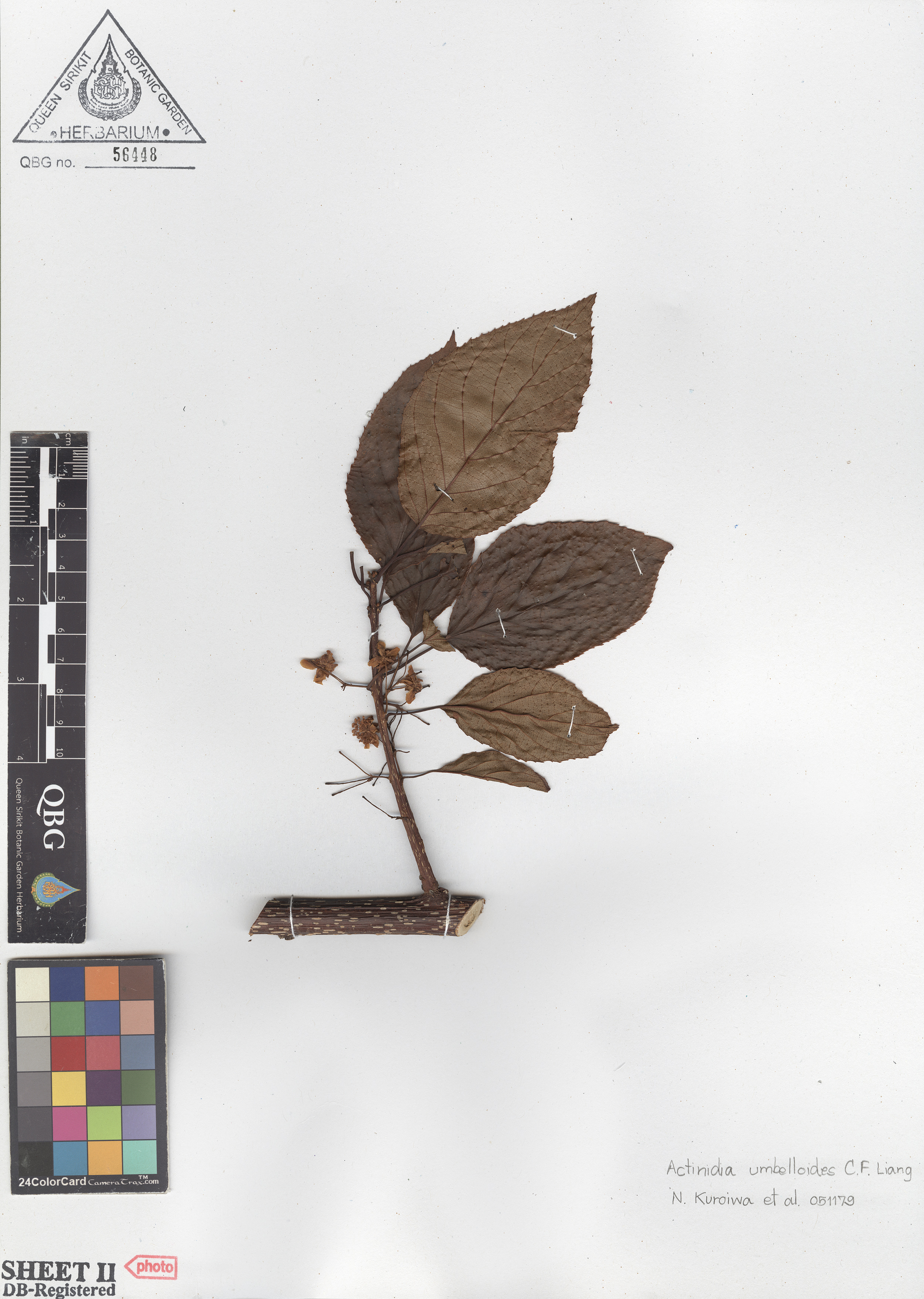 ภาพที่ 2  Actinidia umbelloides C.F.Liang