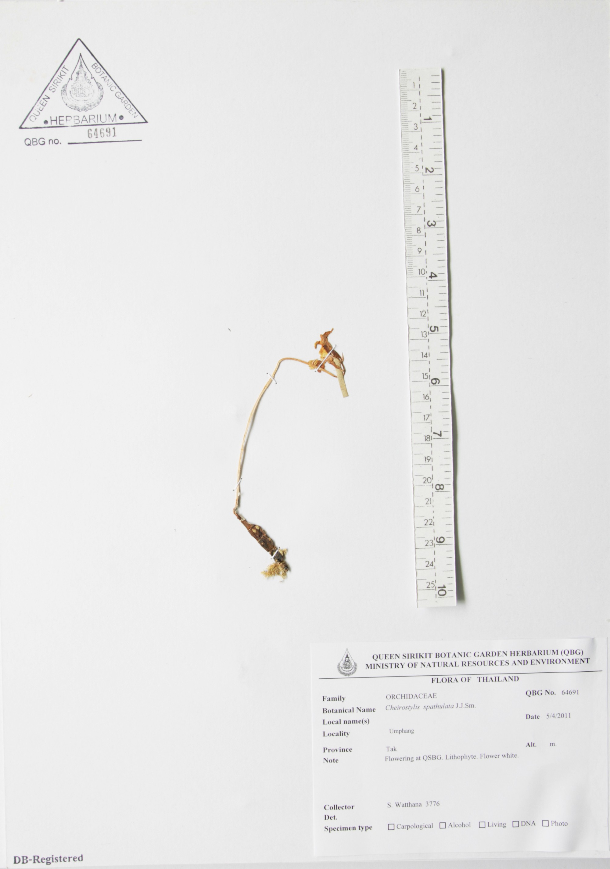 ภาพที่ 1  Cheirostylis spathulata J.J.Sm.