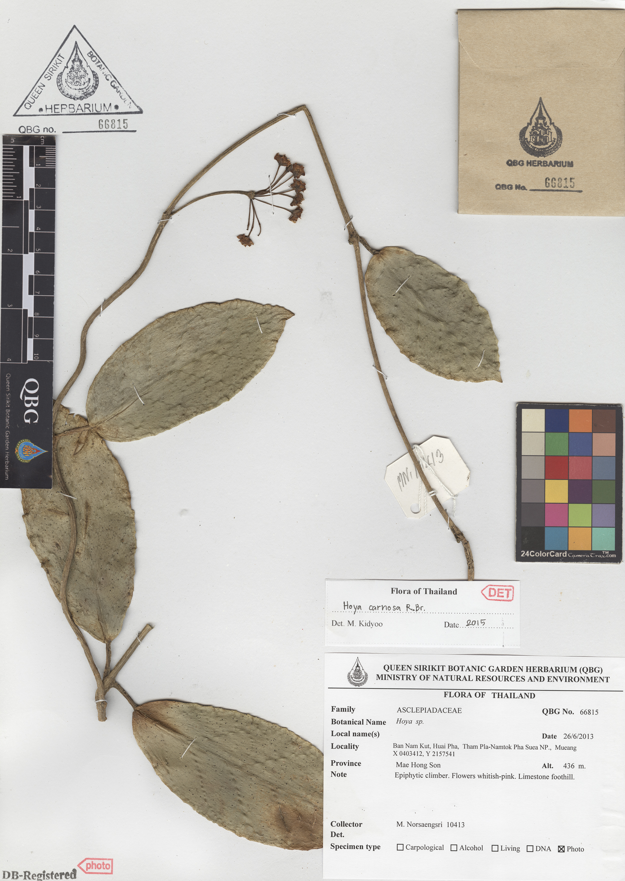 ภาพที่ 1  Hoya carnosa (L.f.) R.Br.