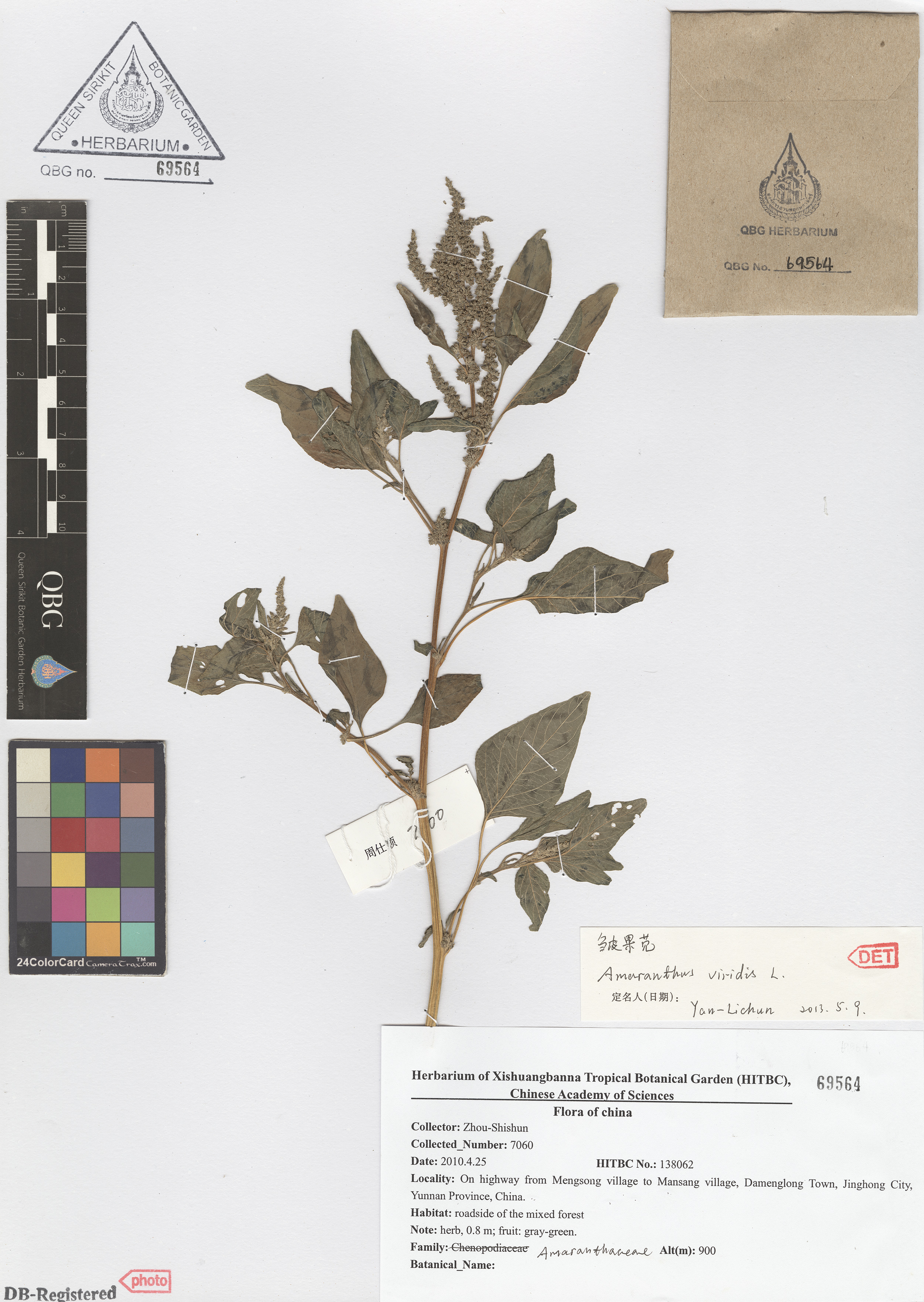 ภาพที่ 1  Amaranthus viridis L.