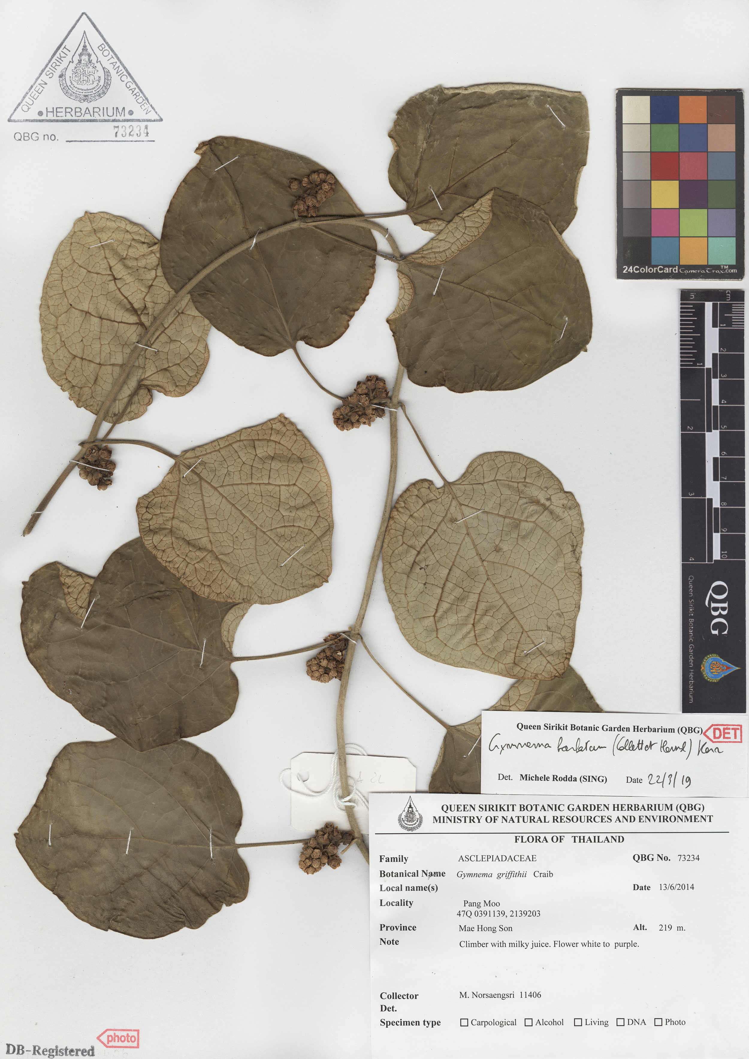 ภาพที่ 1  Gymnema barbatum (Collett & Hemsl.) Kerr