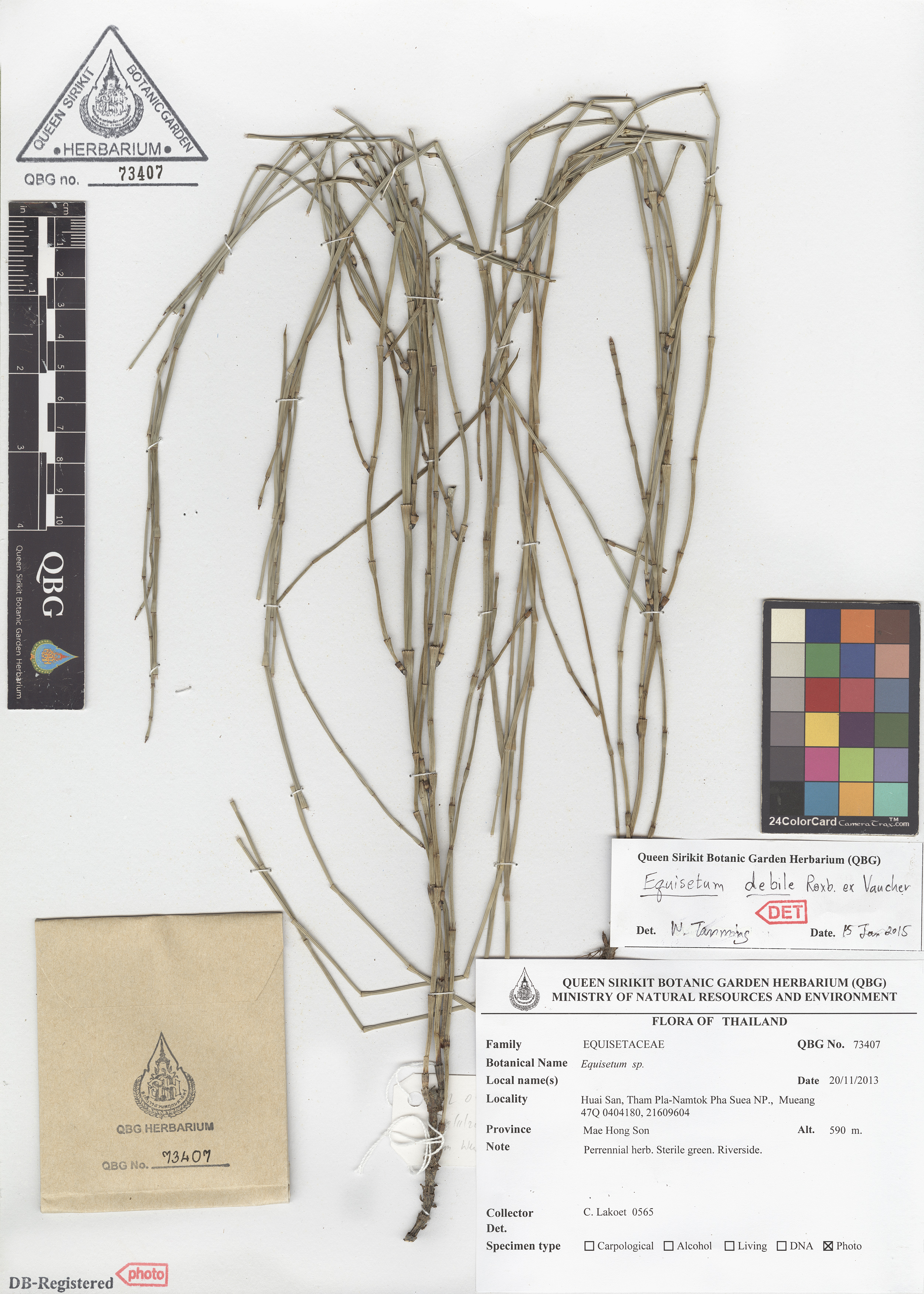 ภาพที่ 1  Equisetum debile Roxb. ex Vaucher