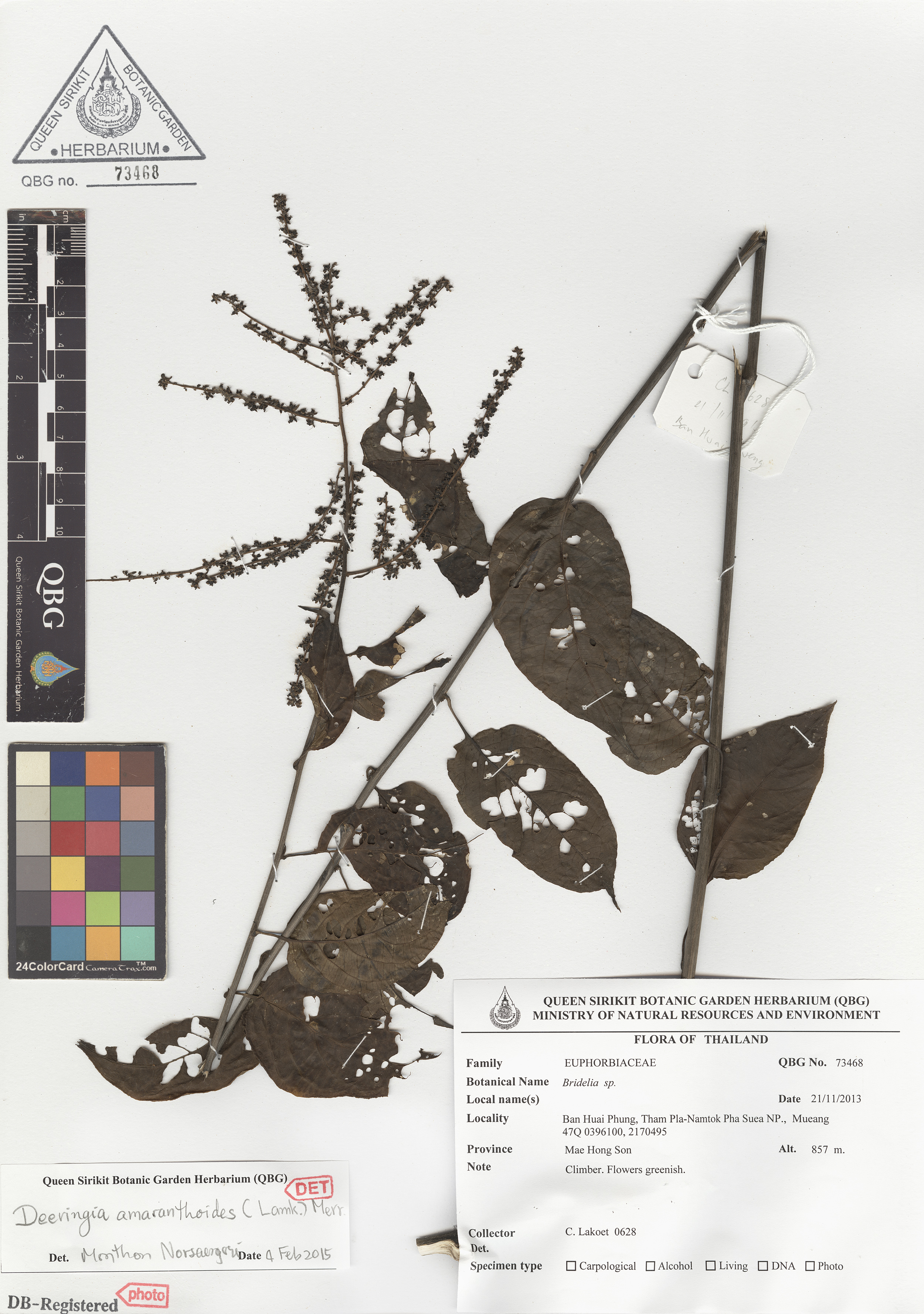 ภาพที่ 1  Deeringia amaranthoides (Lamk.) Merr. 