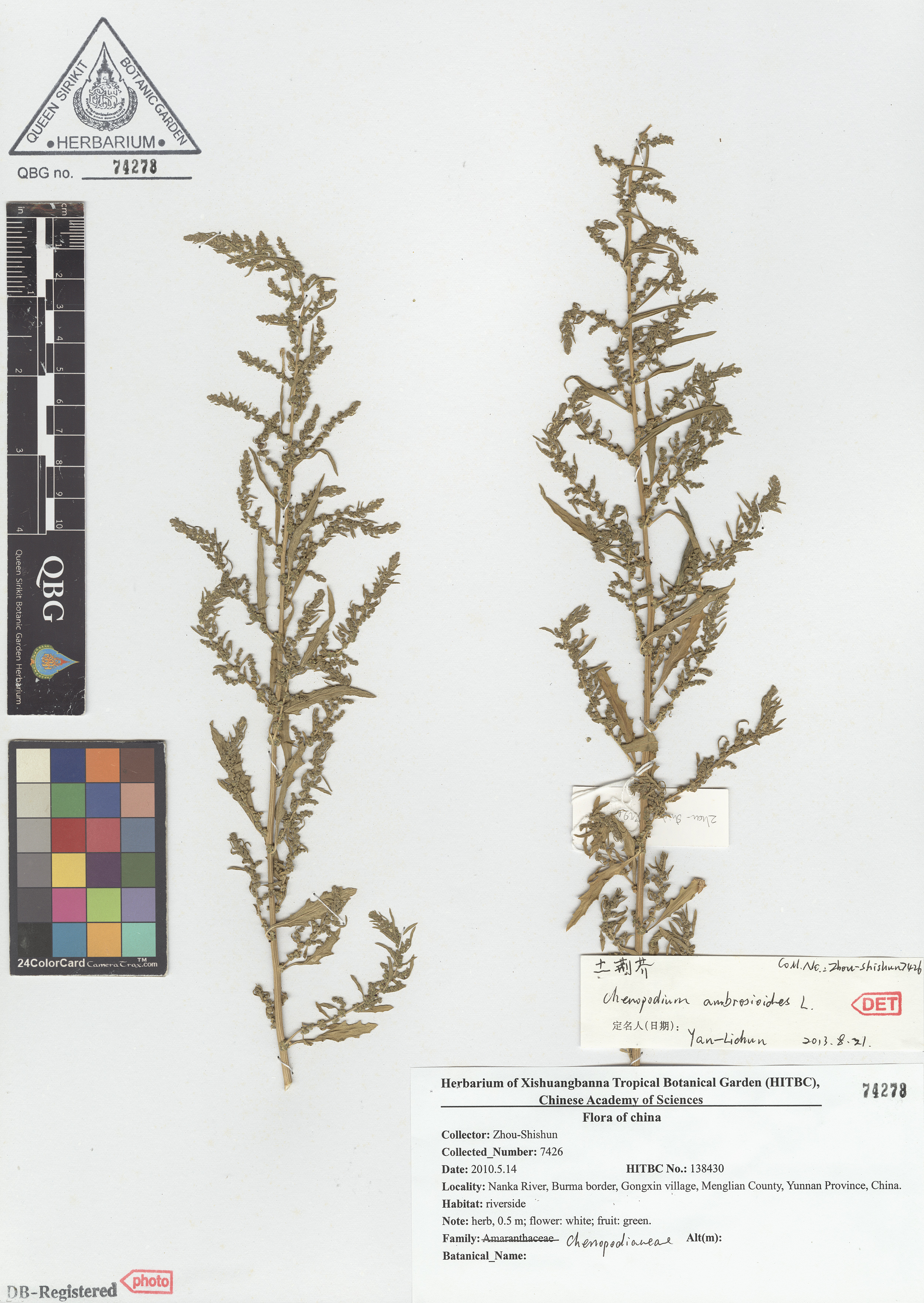 ภาพที่ 1  Chenopodium ambrosioides L.