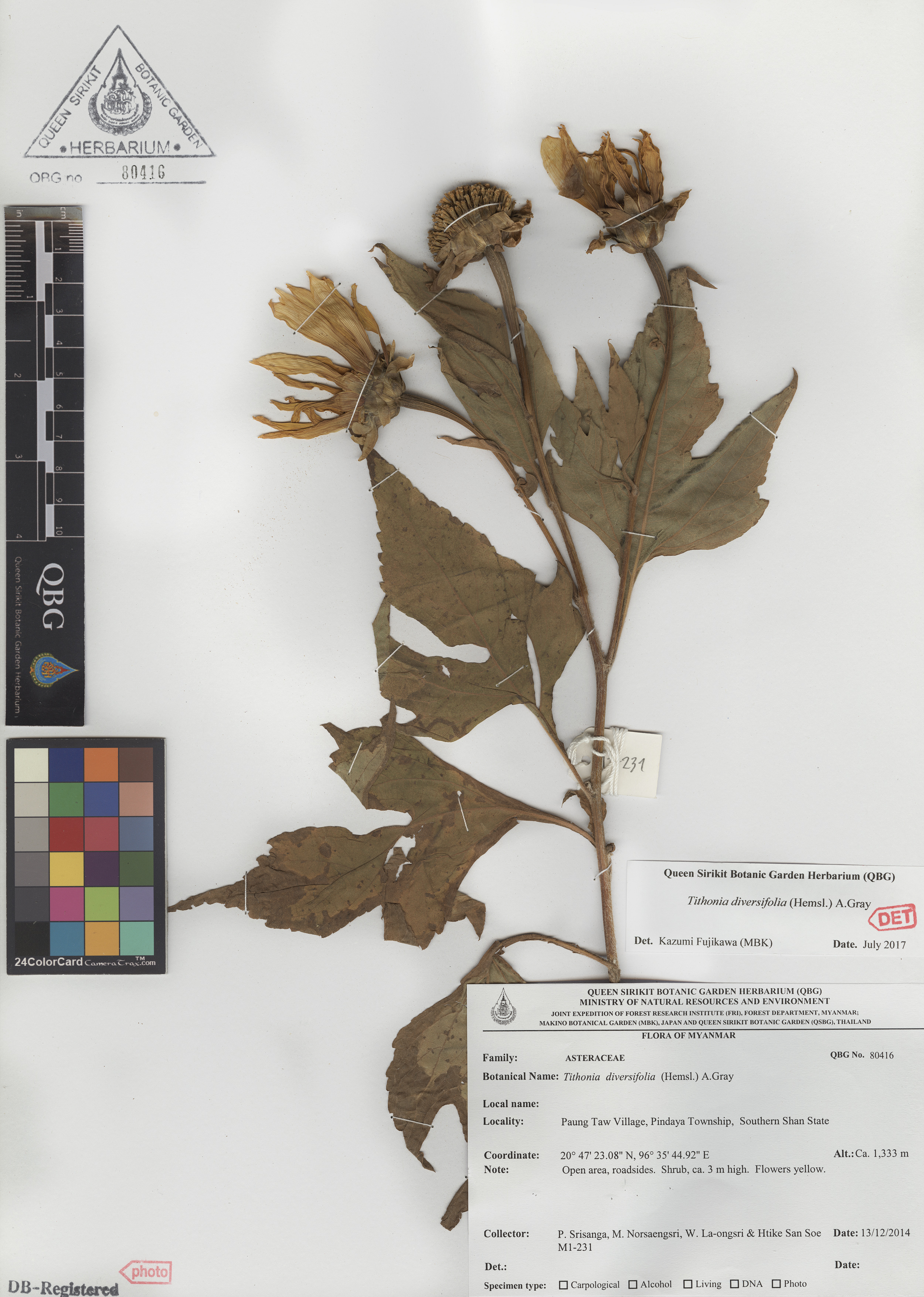 ภาพที่ 1  Tithonia diversifolia (Hemsl.) A.Gray