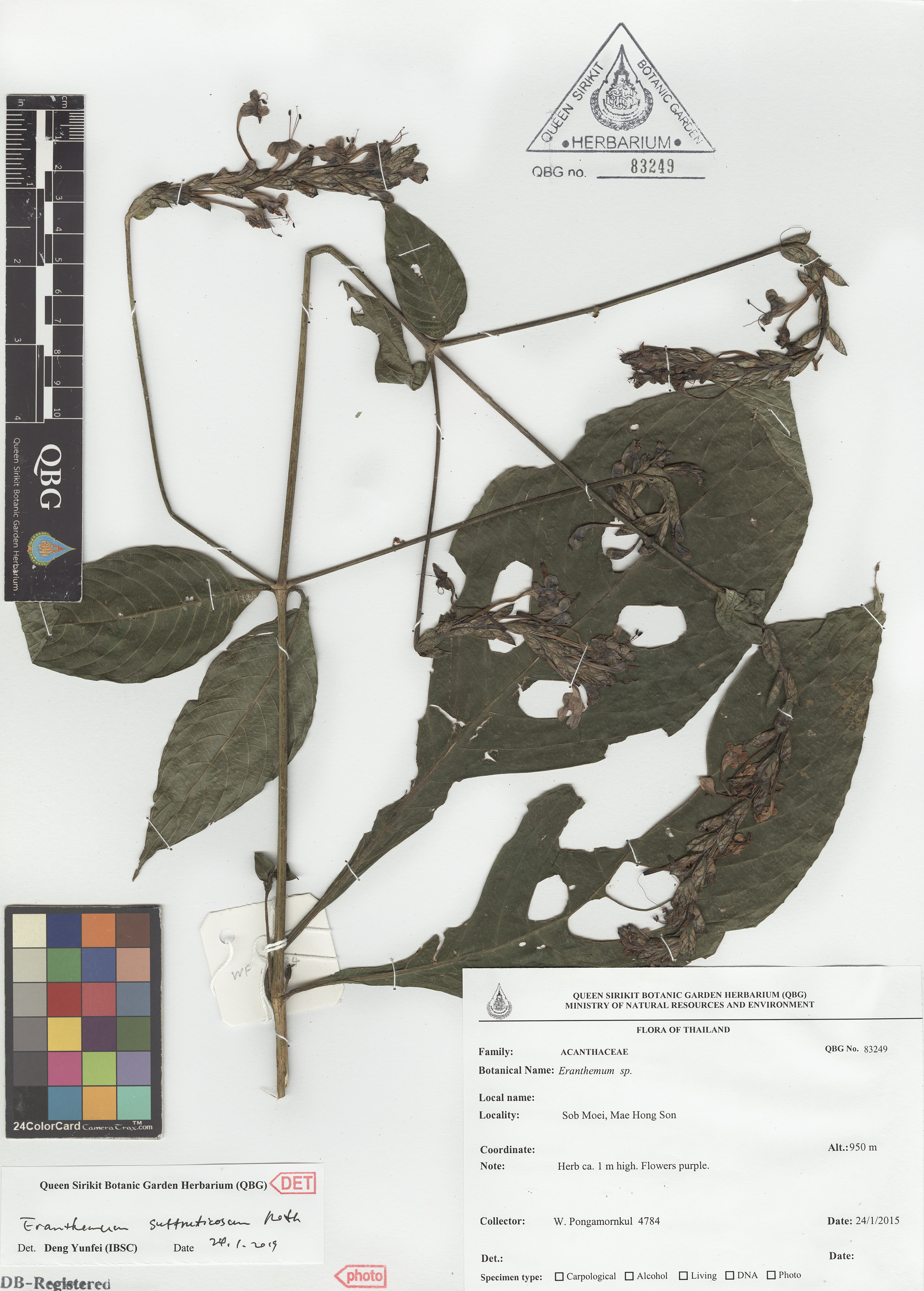 ภาพที่ 1  Eranthemum suffruticosum Roxb.