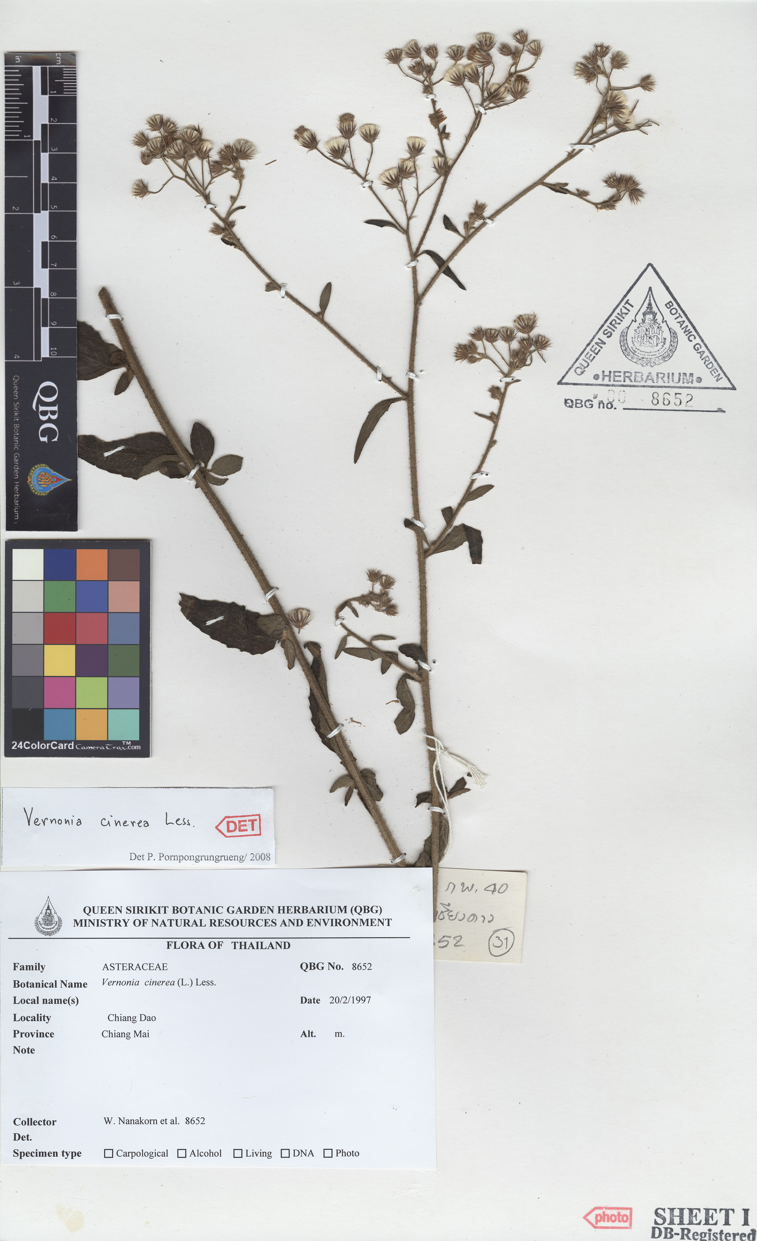 ภาพที่ 1  Vernonia cinerea (L.) Less.