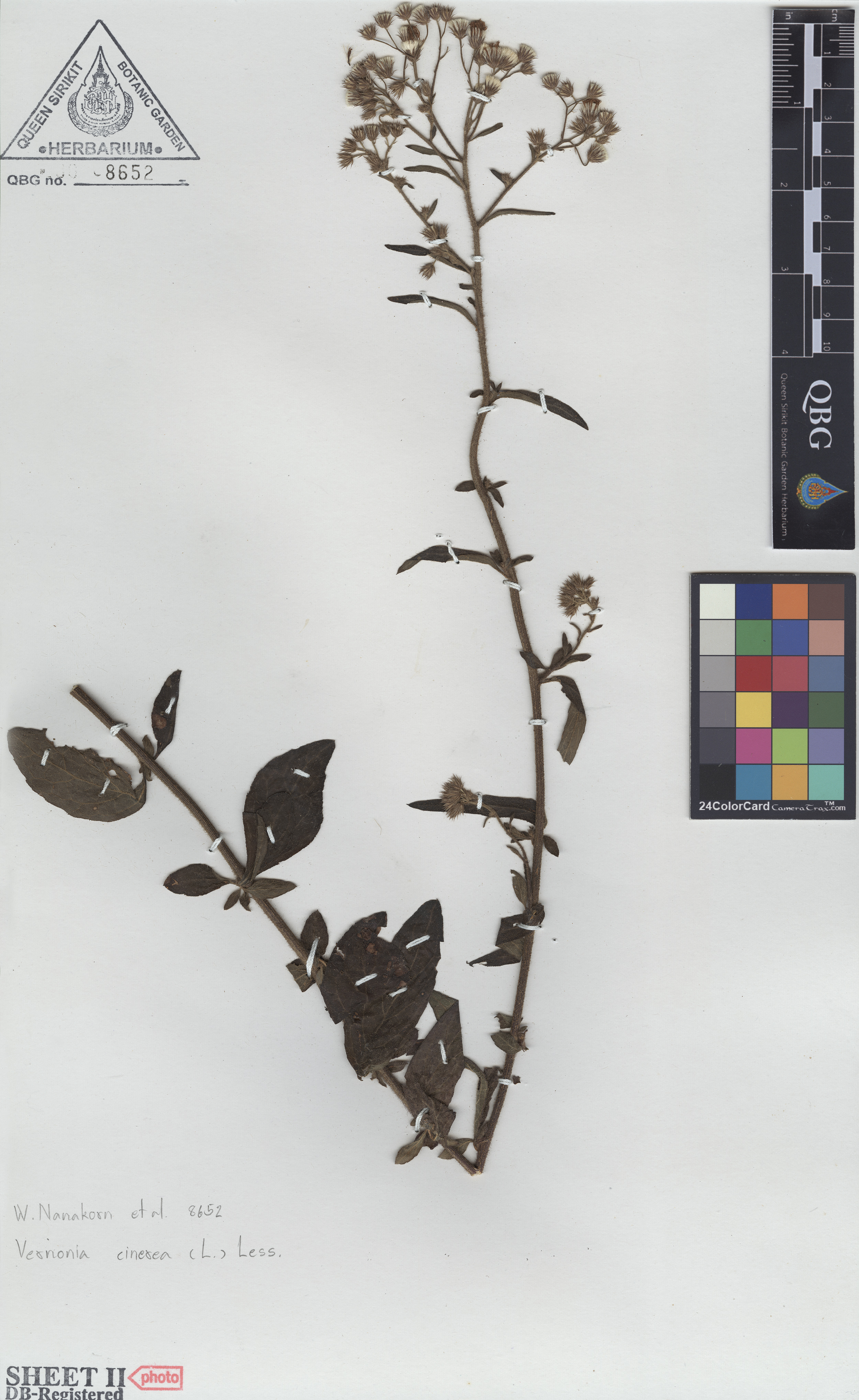 ภาพที่ 2  Vernonia cinerea (L.) Less.