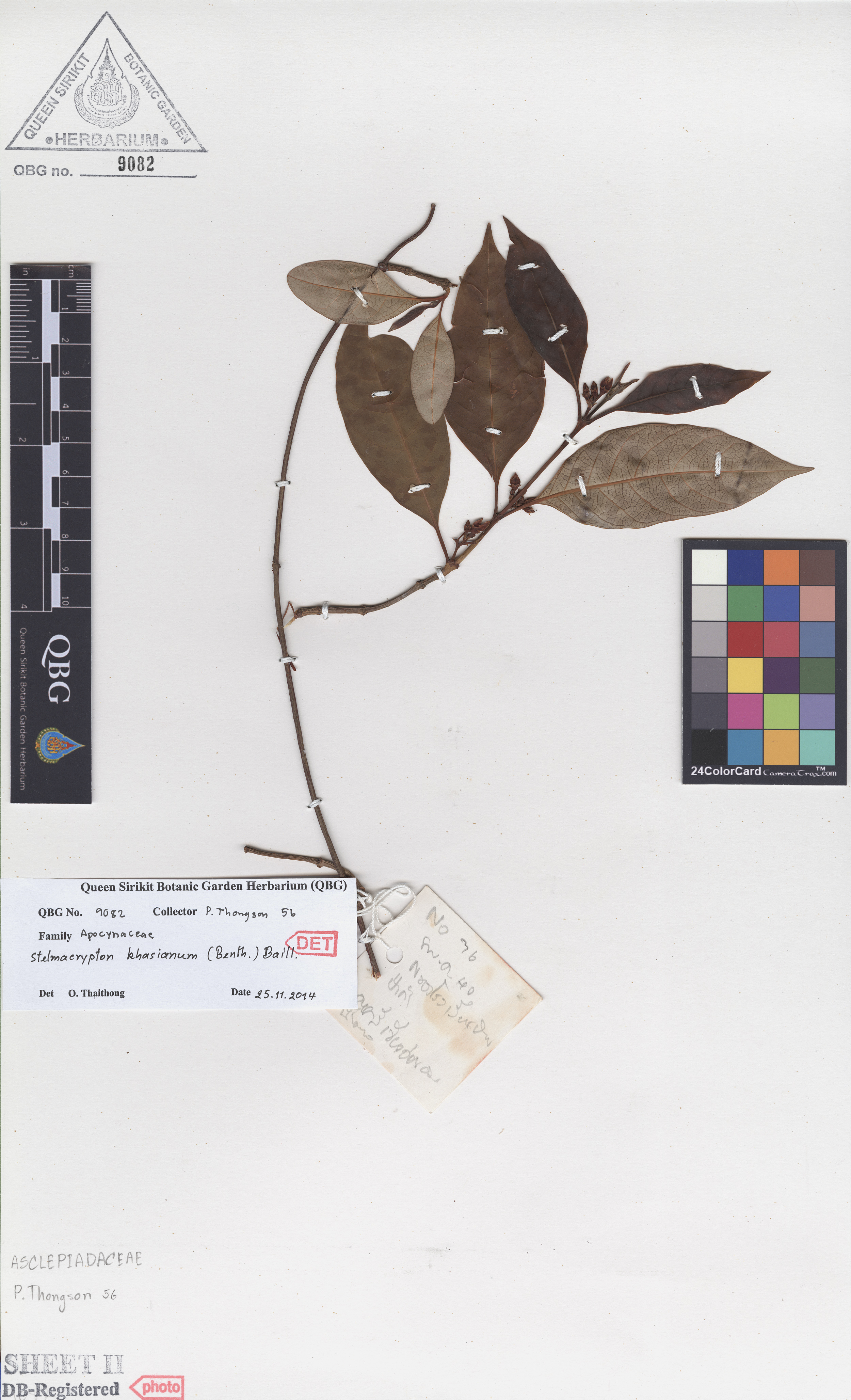 ภาพที่ 2  Stelmacrypton bhasianum (Benth.) Baill.