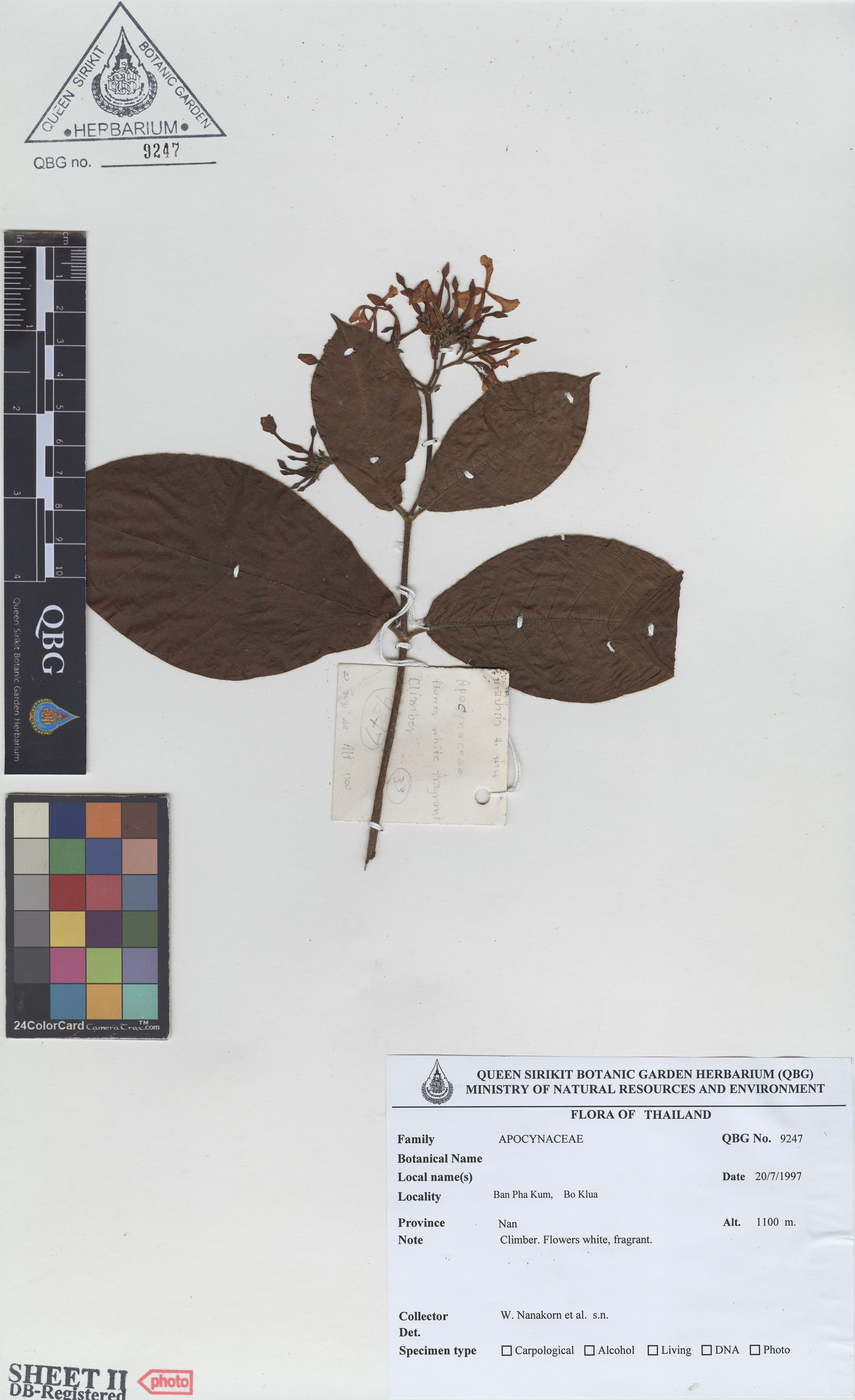 ภาพที่ 2  Epigynum auritum (C.K.Schneid.) Tsiang & P.T.Li