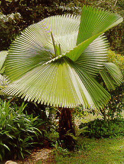 เจ้าเมืองตรัง Licuala peltata Roxb.<br/>ARECACEAE (PALMAE)