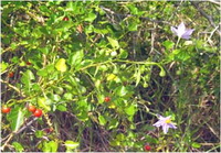 มะแว้งเครือ Solanum trilobatum L.<br/>SOLANACEAE