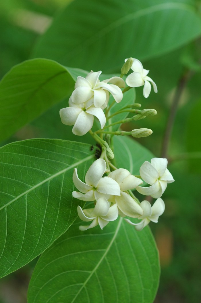 โมกหลวง Holarrhena pubescens (Buch. - Ham.) wall. ex G. Don<br/>APOCYNACEAE