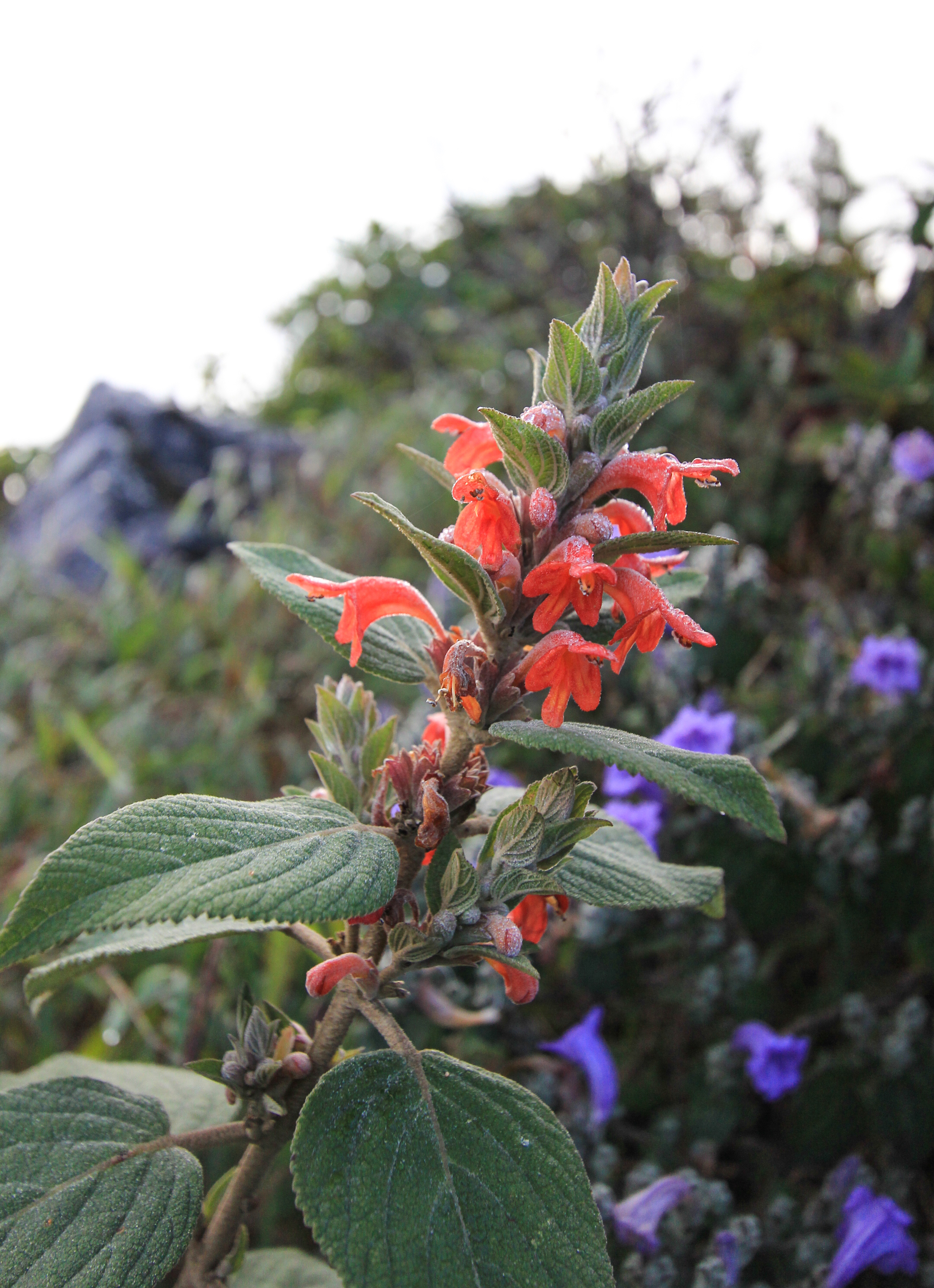 แสดแดง Colquhounia coccinea var. mollis (Schlech.)Prain<br/>LAMIACEAE (LABIATAE)