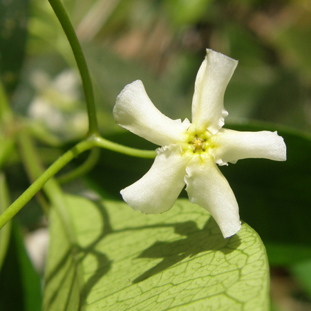 เดื่อดิน Trachelospermum asiaticum (Siebold & Zucc.) Nakai<br/>APOCYNACEAE