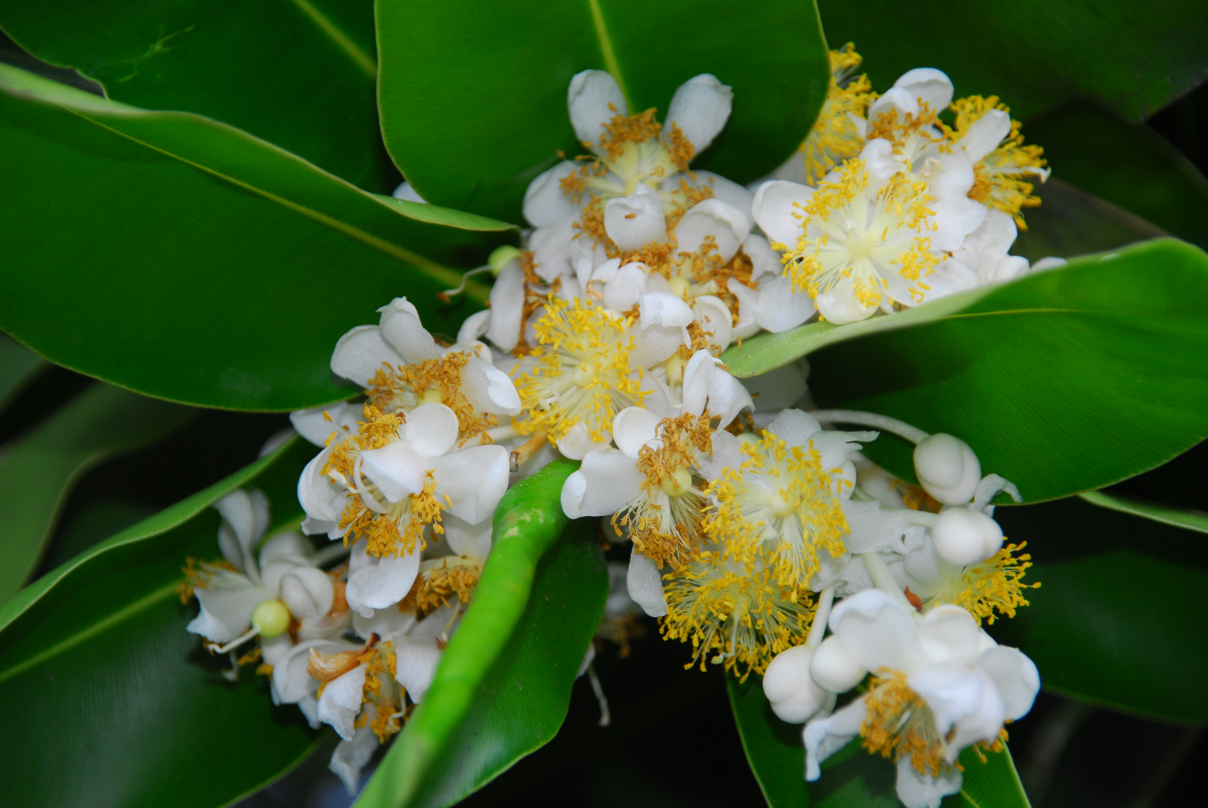 กระทิง Calophyllum inophyllum L.<br/>CLUSIACEAE (GUTTIFERAE)
