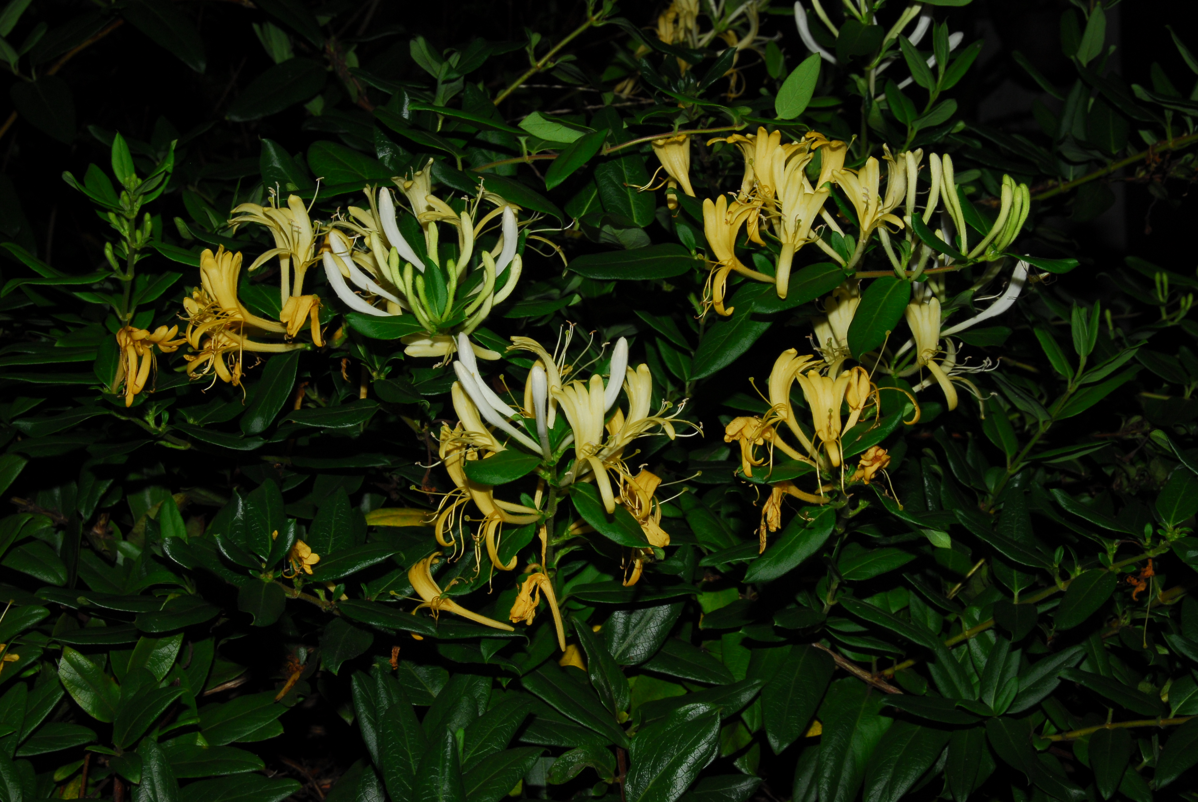สายน้ำผึง Lonicera japonica Thunb.<br/>CAPRIFOLIACEAE
