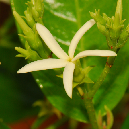 เครือไส้ตัน Amphineurion marginata (Roxb.) D.J. Middleton, Aganosma marginata (Roxb.) G. Don<br/>APOCYNACEAE